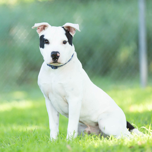 Photo of Loki