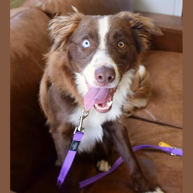 Photo of Toby