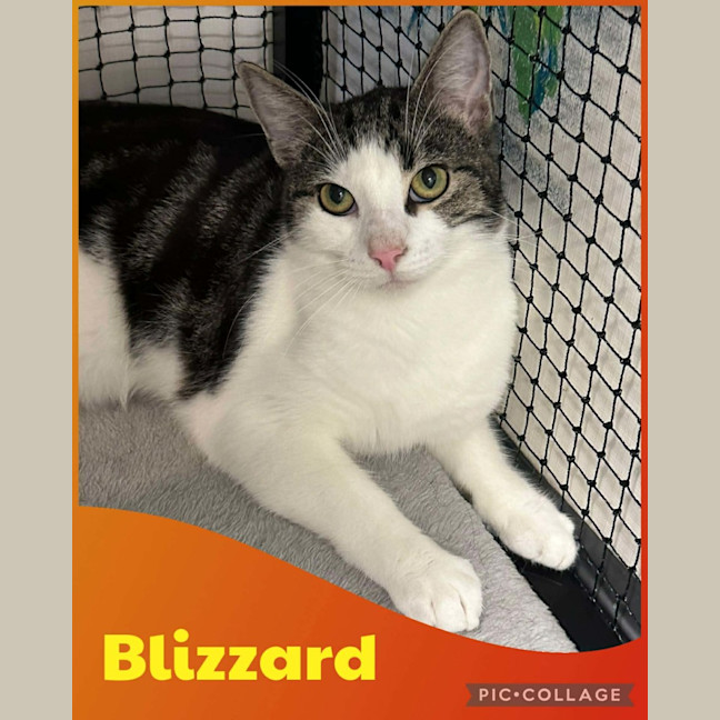 Photo of Blizzard
