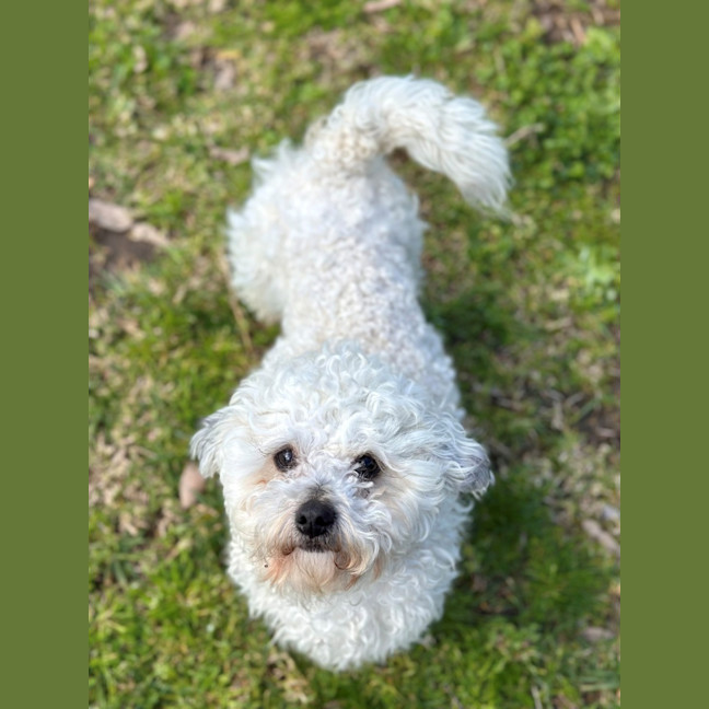 Photo of Crisp.P.Bacon