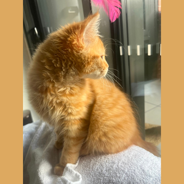 Photo of Princess Peach   Located In Kensington