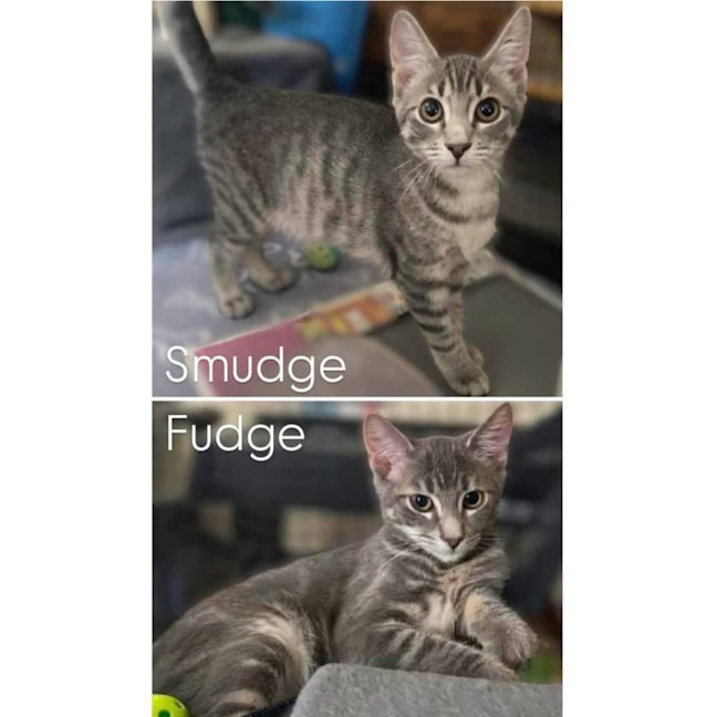 Photo of 11910/11   Fudge & Smudge