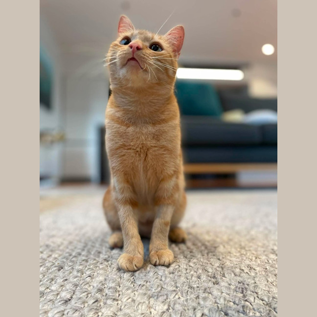 Photo of Mango   In Foster Care In Macleod