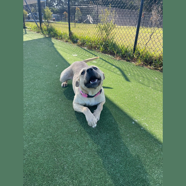 Photo of Alita Imp 1811