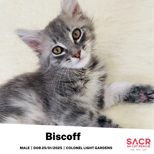 Photo of Biscoff