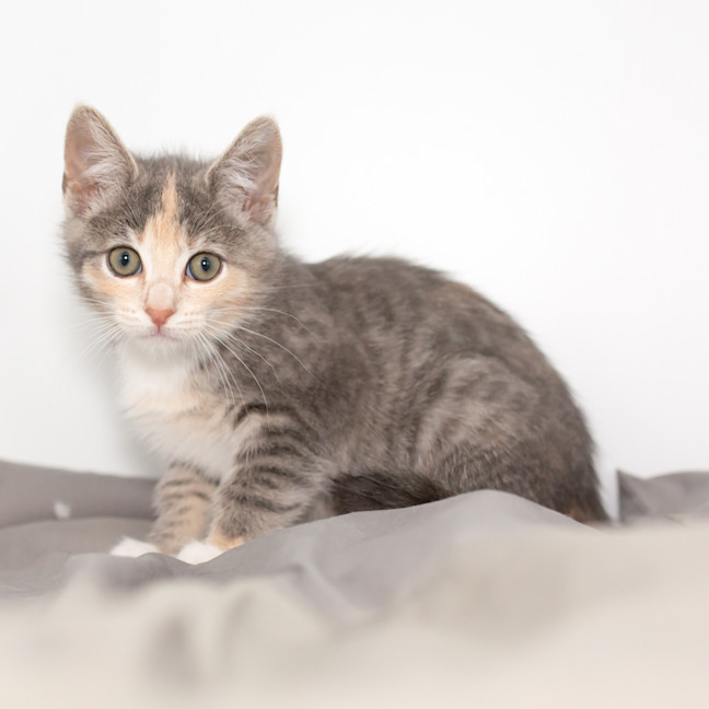 Photo of Marshmallow 