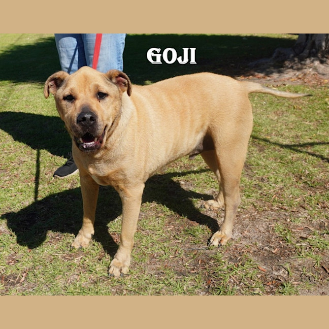 Photo of Goji