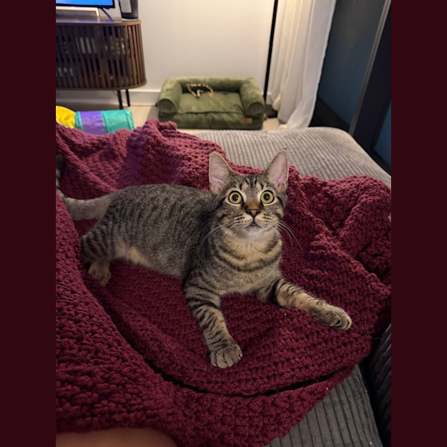 Photo of Teddy