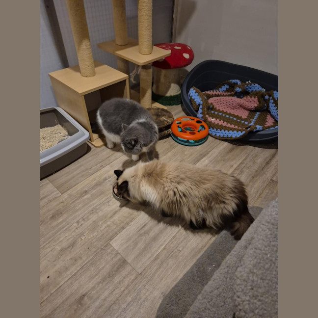 Photo of Fifi **2nd Chance Cat Rescue**