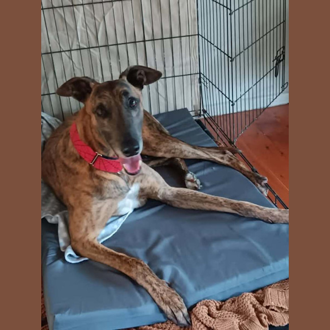 Photo of Dusty, The Greyhound