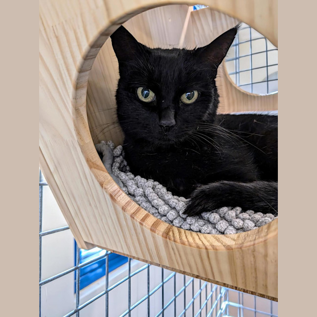Photo of Tuppence