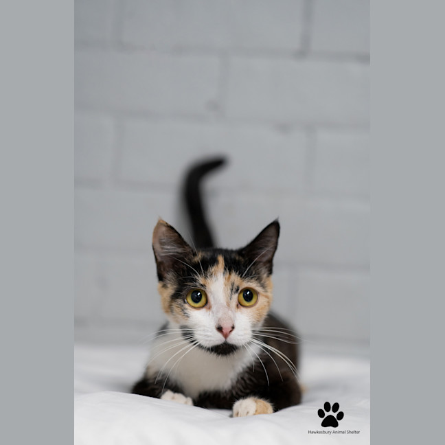 Photo of Sparkle