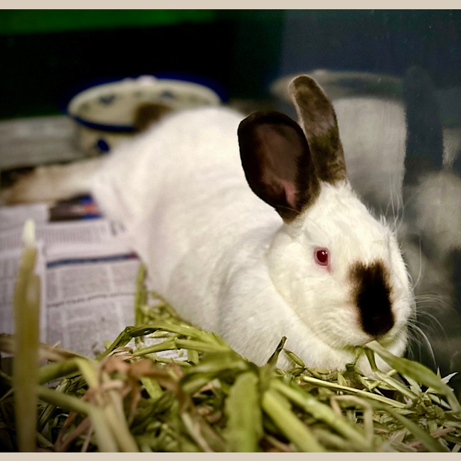 Photo of Taro