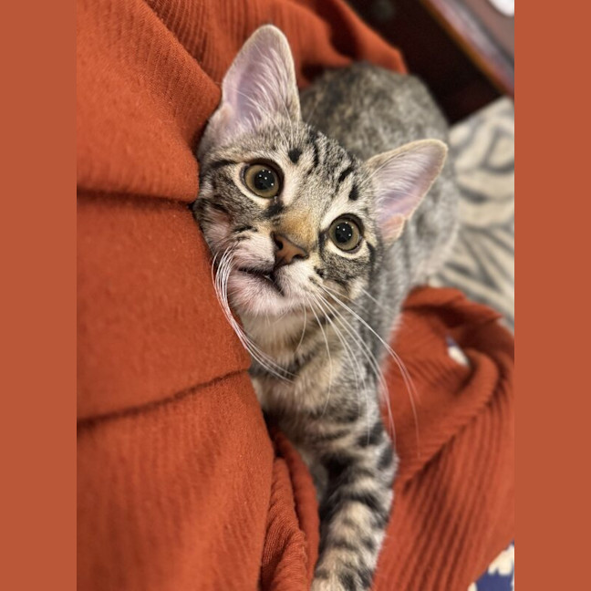 Photo of Bon Bon