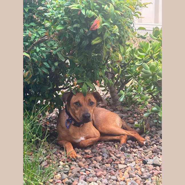 Photo of Gracie   2 Year Old Mixed Breed