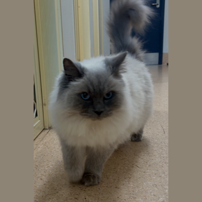 Photo of Coco