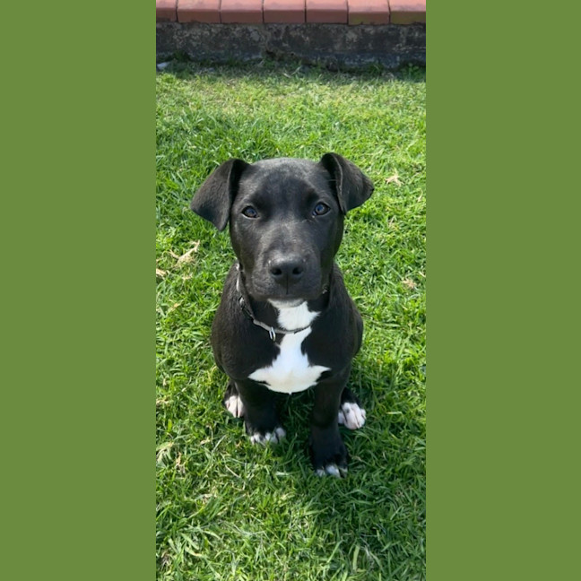 Photo of Guiness