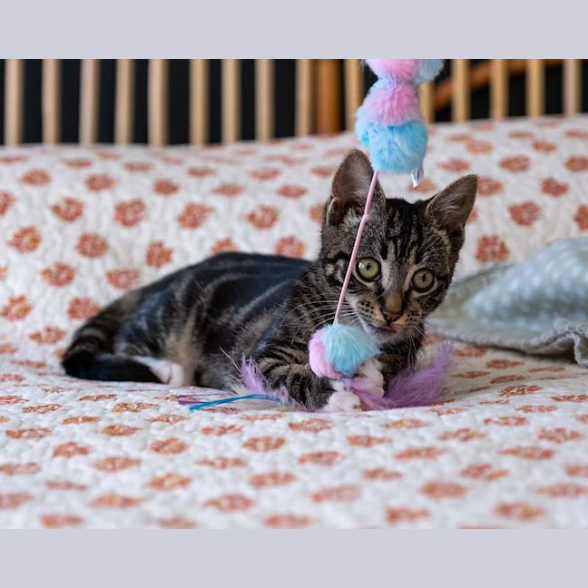 Photo of Maple