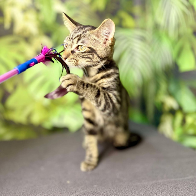 Photo of Ulysses   Located In Preston