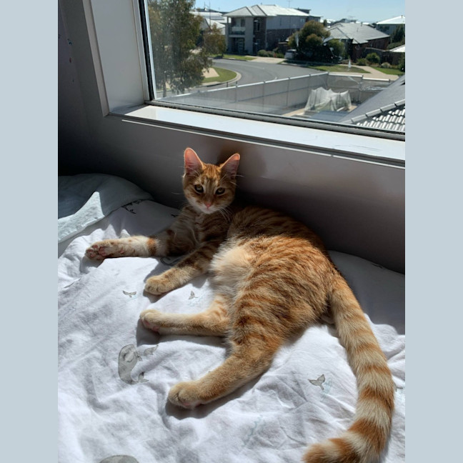 Photo of Gin Gin   Cat Friendly, Adorable And Playful