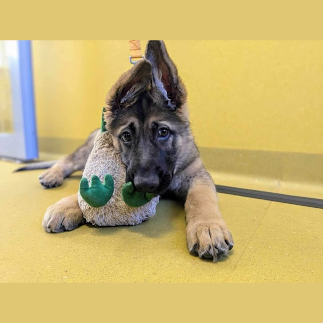 Photo of Teddy Imp 1663