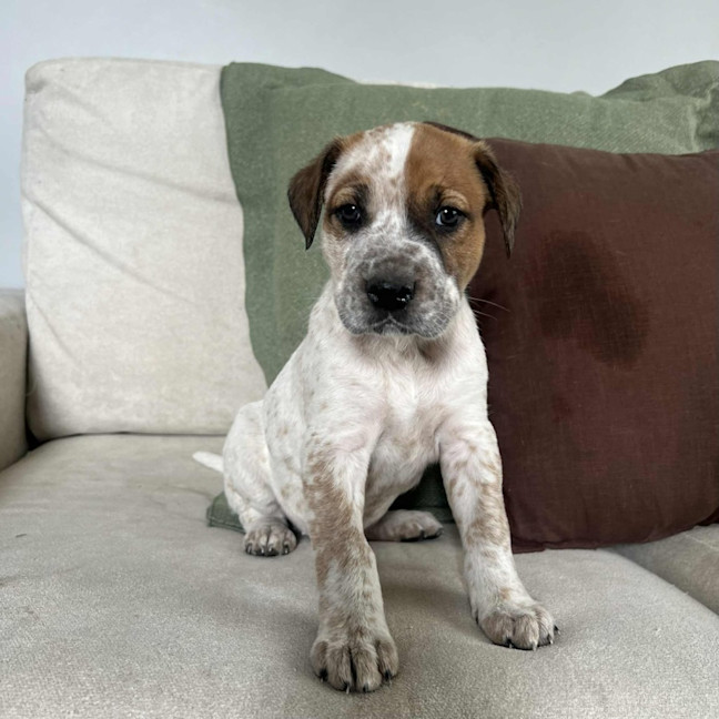 Photo of Finn The Human