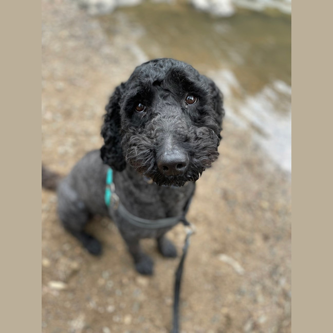 Photo of Bella