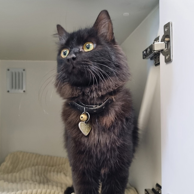 Photo of Sparkles 