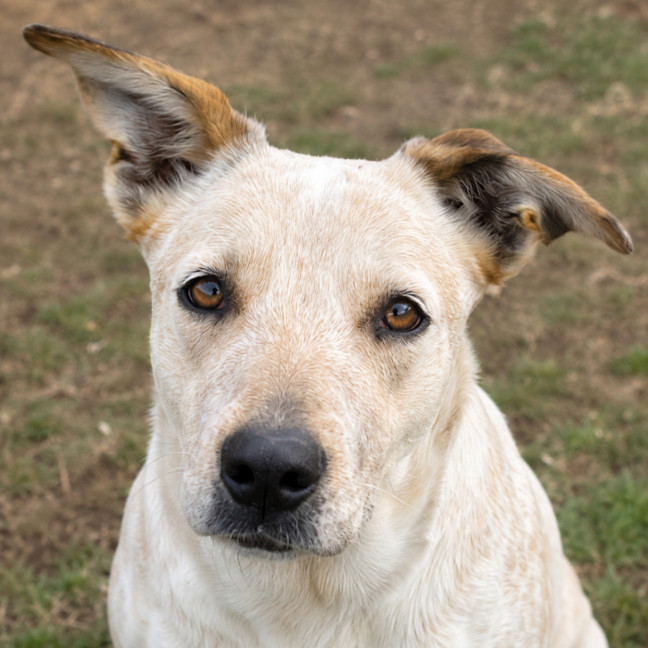Photo of Scrumpy