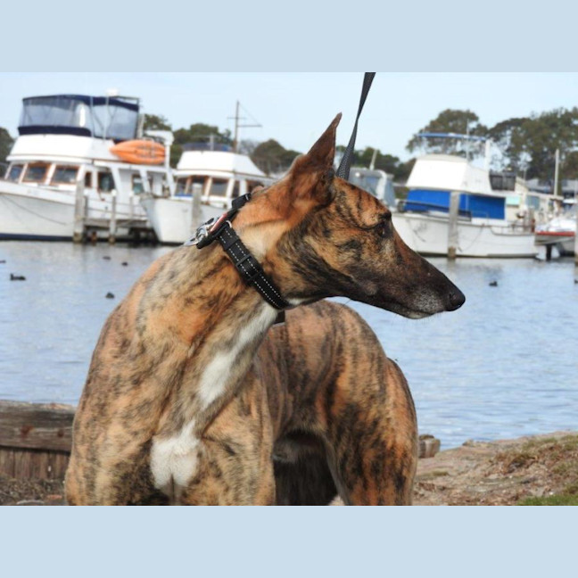 Photo of Iggy