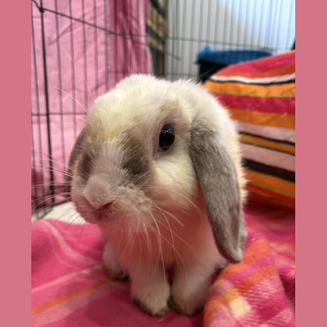 Photo of Aperol Spritz