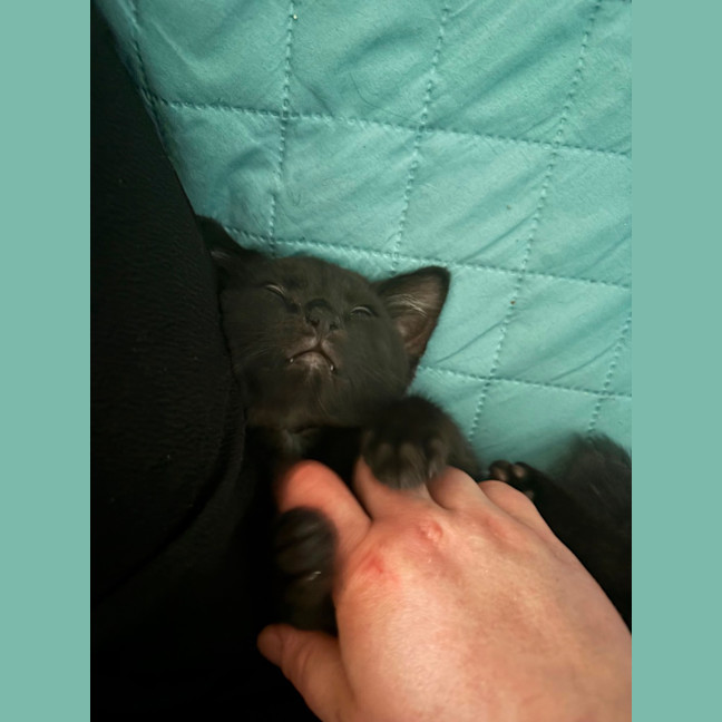 Photo of Gotham **2nd Chance Cat Rescue**