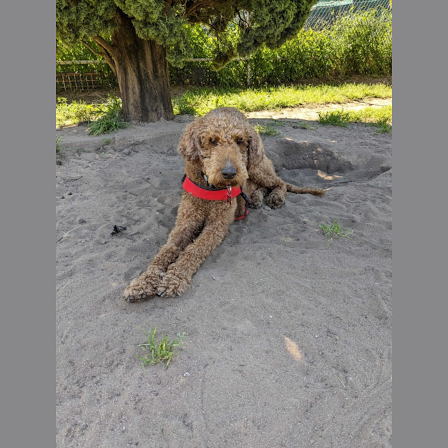 Photo of Ruby