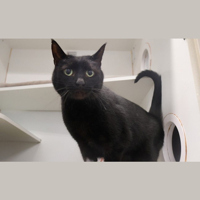 Photo of Salem