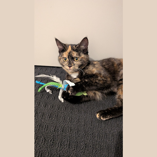 Photo of Tartar