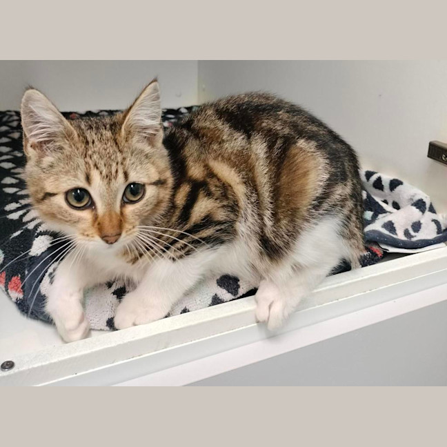 Photo of Evie