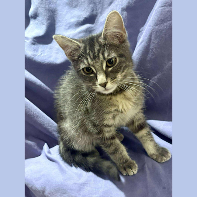 Photo of Velour