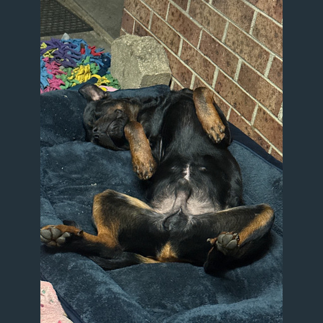 Photo of Duke