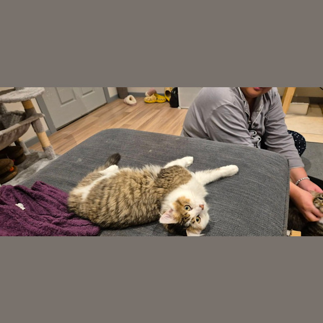 Photo of Sarsaparilla  *9 Lives Project Rescue*