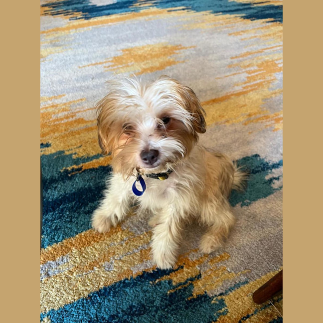 Photo of Barney   6 Month Old Yorkshire X Poodle