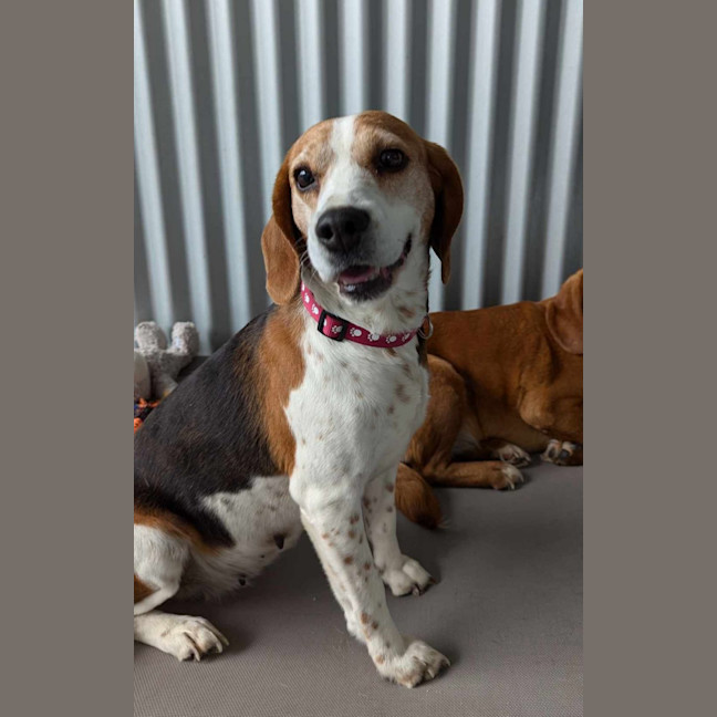 Photo of Amy & Ginger