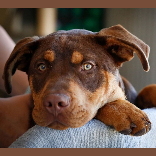 Photo of Rusty
