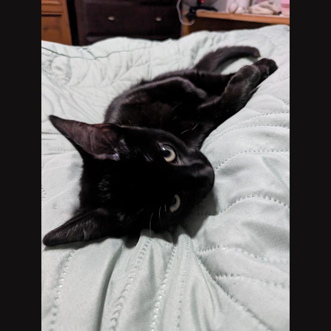 Photo of Morpheus