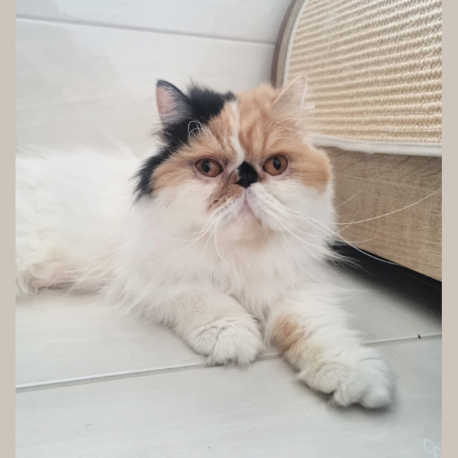 Photo of 🎩Liza Meownelli🎩