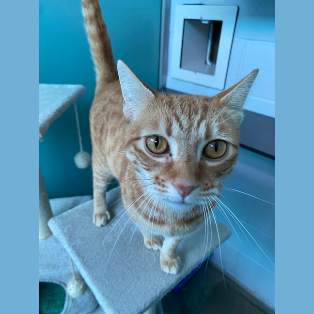 Photo of Pumpkin