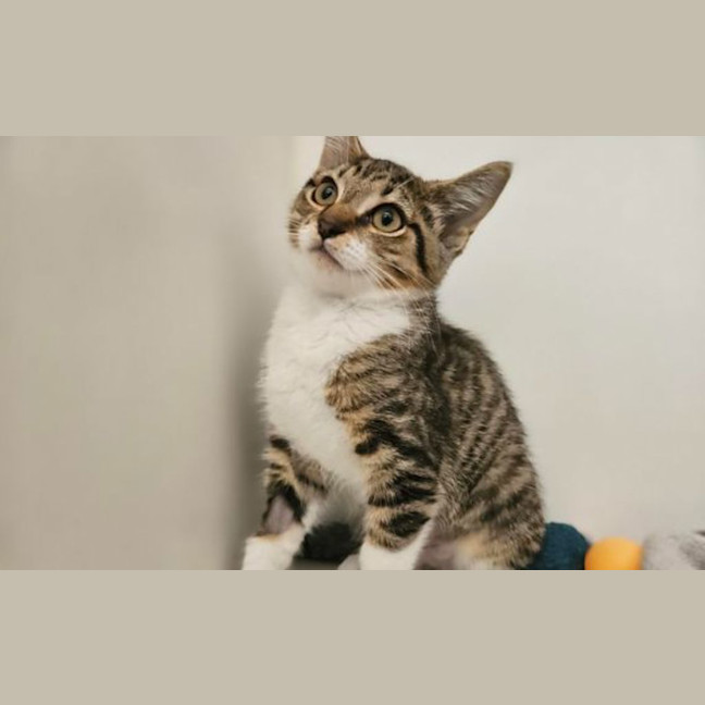 Photo of Maru