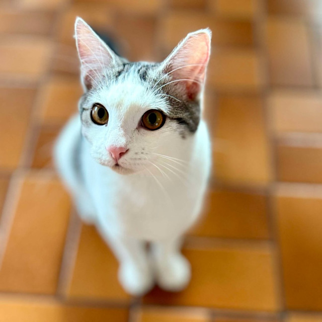 Photo of Clyde   Meet Me At Vets On Parker Templestowe