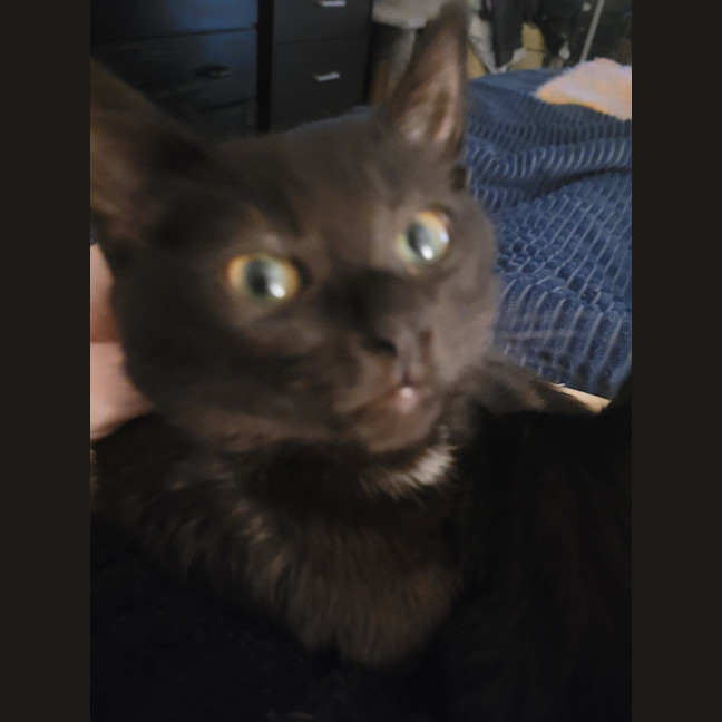 Photo of Nova Moo