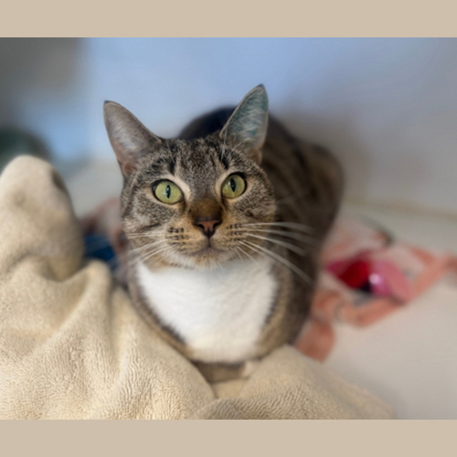 Photo of Loki
