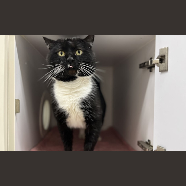 Photo of Angus